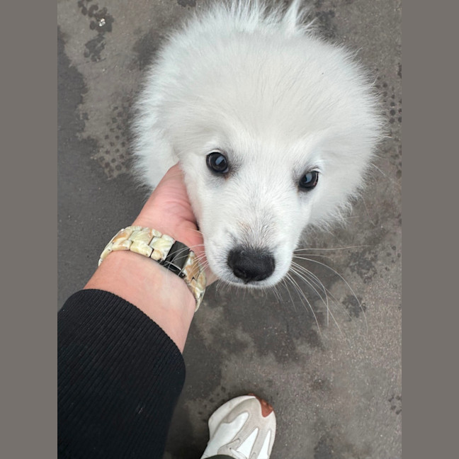 Photo of Cotton & Cloud