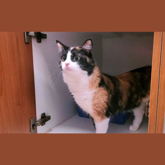 Photo of Cressida Meowper
