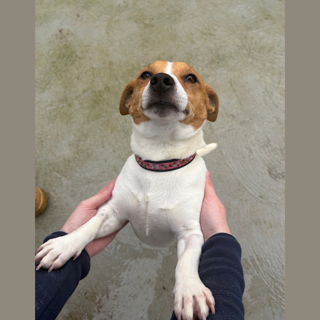 Photo of Archie