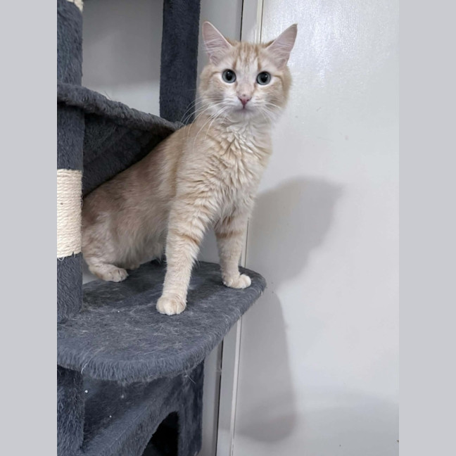 Photo of Kaiya *9 Lives Project Rescue*