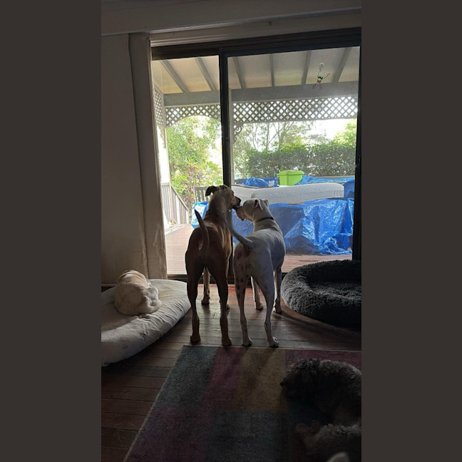 Photo of Romeo