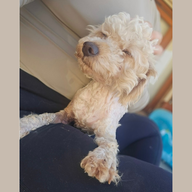 Photo of Sully