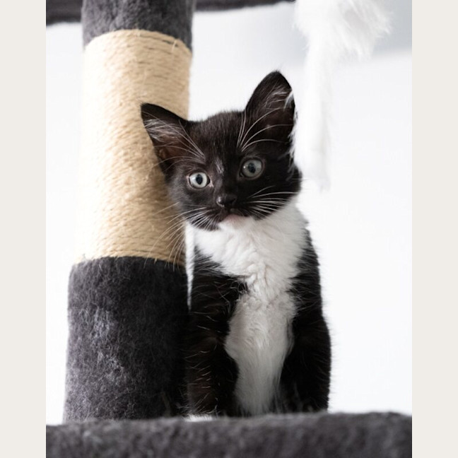 Photo of Rocket