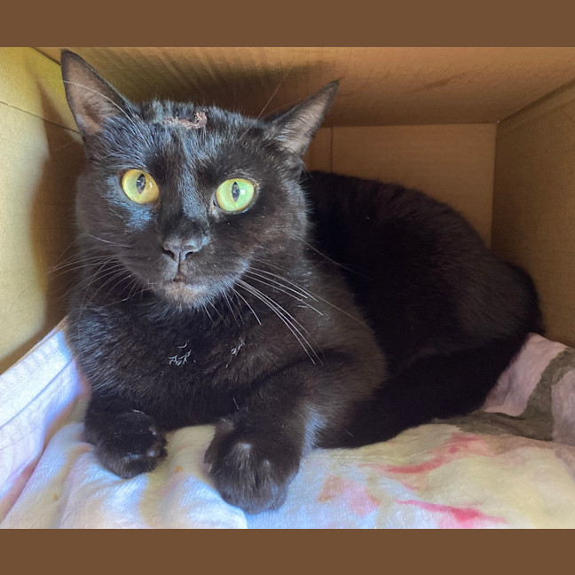 Photo of Cookie