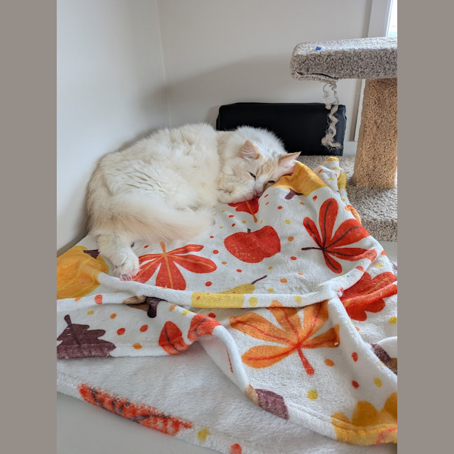 Photo of Puss