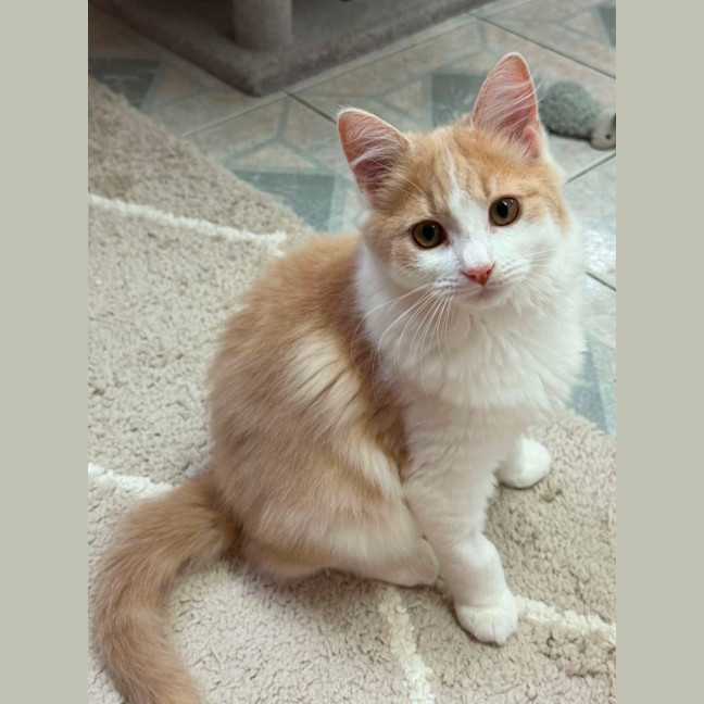 Photo of Maple