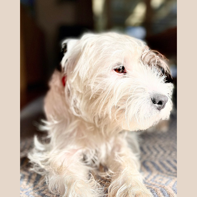 Photo of Kirby