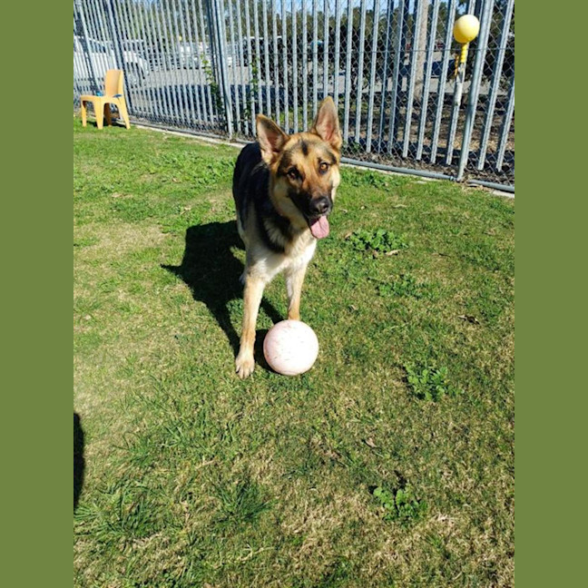 Photo of Wolfie