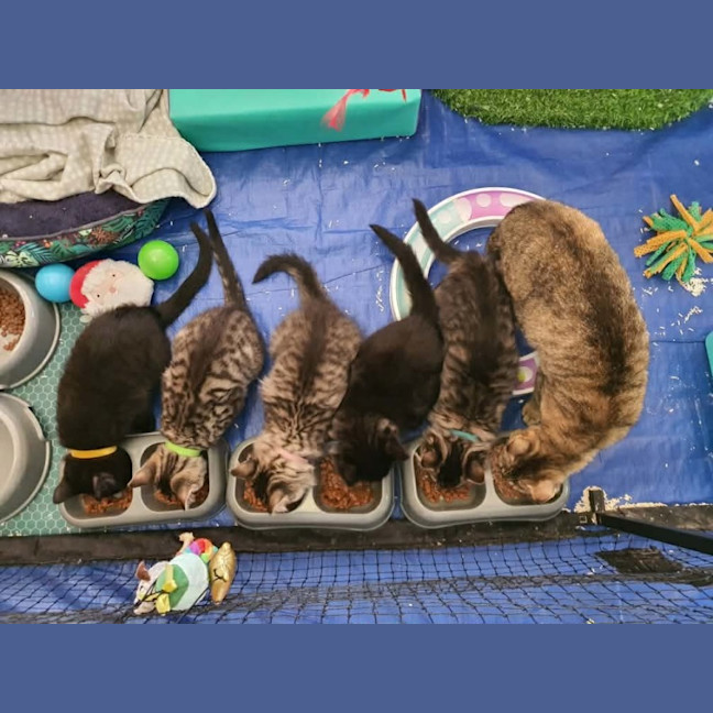 Photo of Barker ** 2nd Chance Cat Rescue **