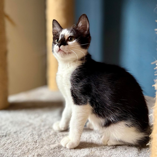 Photo of Boggle   Located In Templestowe