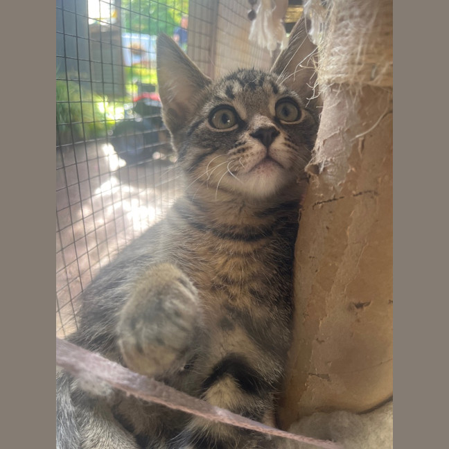 Photo of Kitten 2