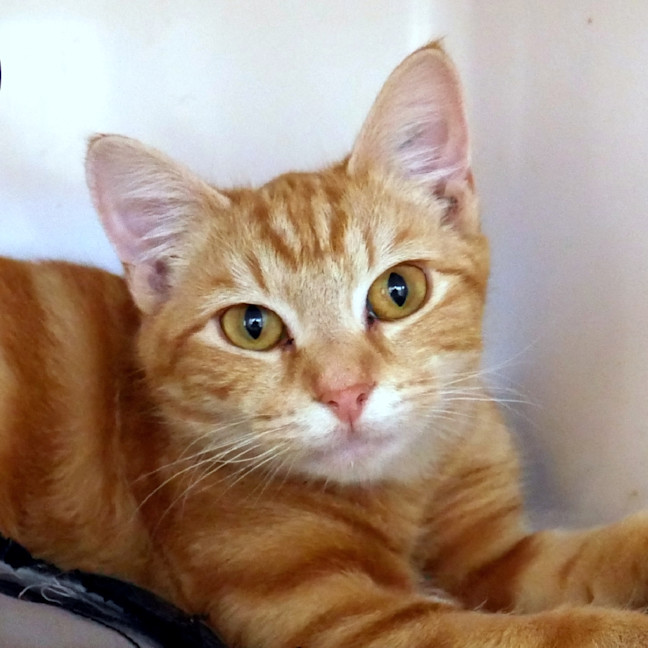 Photo of Garfield  Stk012851