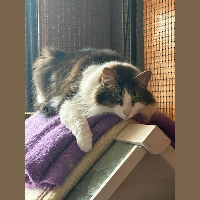 Photo of Minerva (Can Possibly Transport To You)