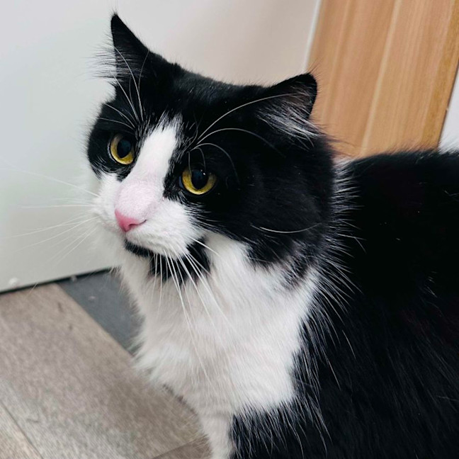 Photo of Merlin   Located In Hawthorn East