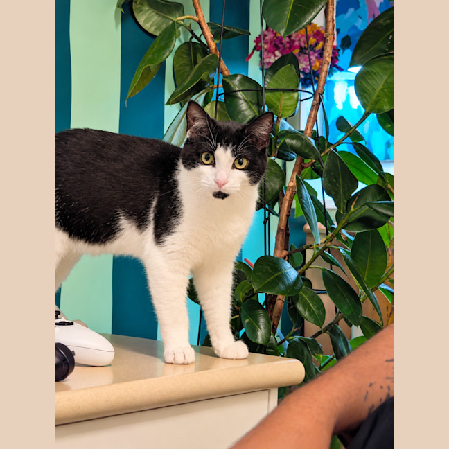 Photo of Pumpkin