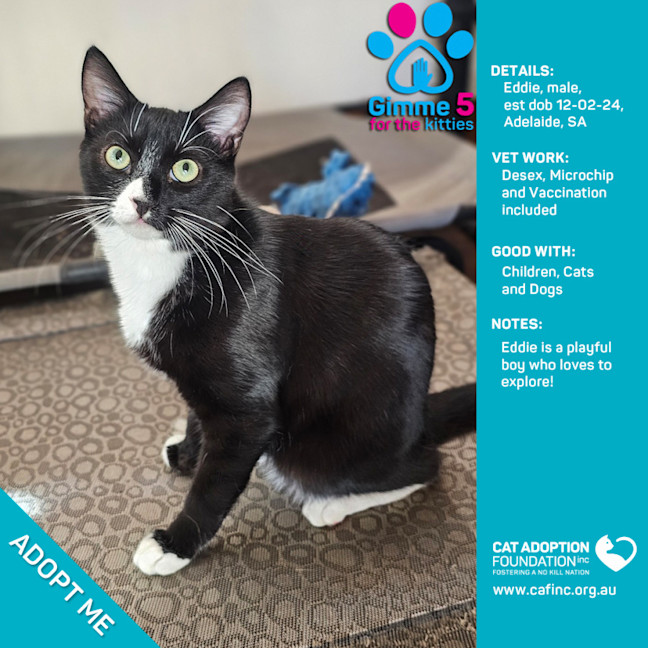 Photo of Eddie Just $50 Limited Time!