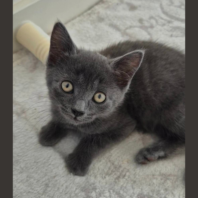 Photo of Pocket