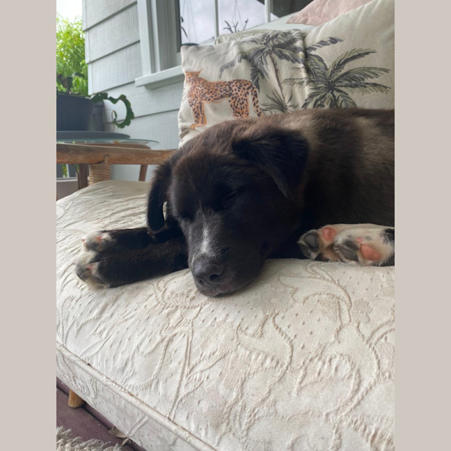 Photo of Monty   1 Year Old Husky X