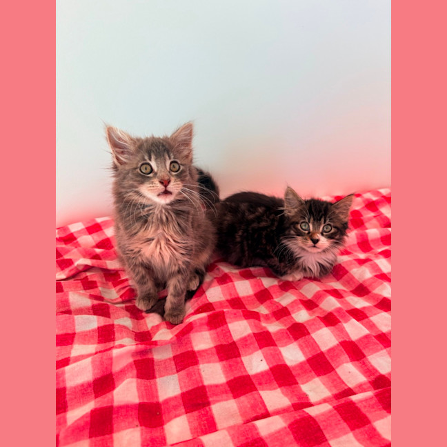 Photo of Darcy & Delilah