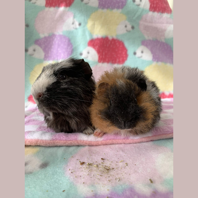 Photo of Dorian Grey And Kevin