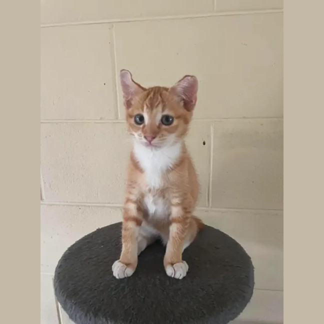 Photo of Odie
