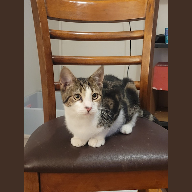Photo of Oreo