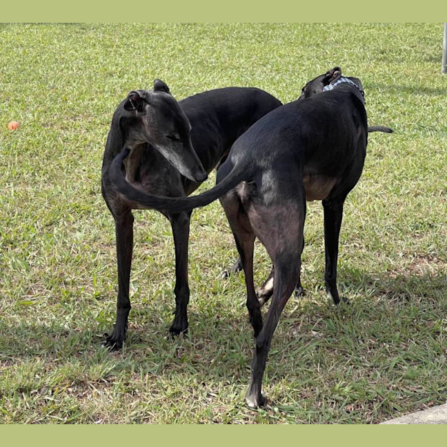 Photo of Rowdy, The Gentle Greyhound