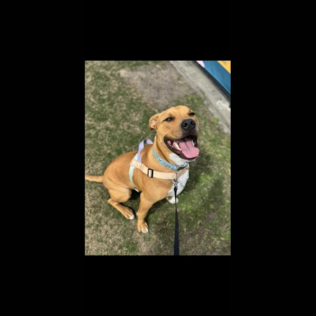 Photo of Rusty
