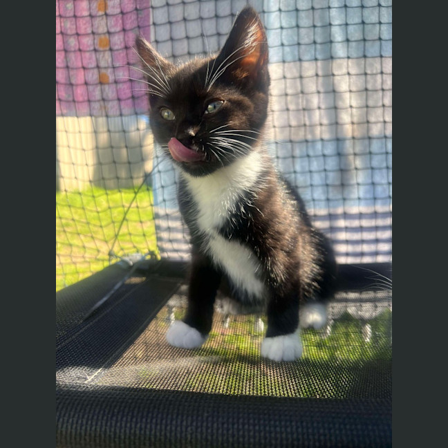 Photo of Oreo