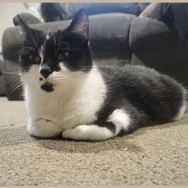 Photo of Tilly