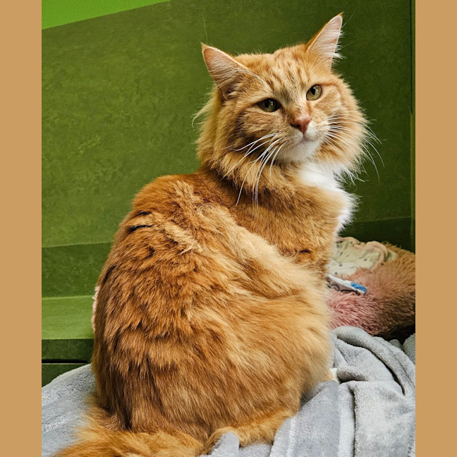 Photo of Hermès