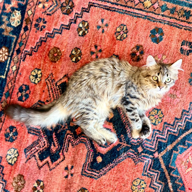 Photo of Varity   In Foster Care In Brunswick East