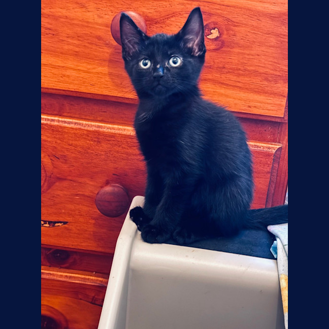 Photo of Meowser   7 Week Old Domestic Short Hair