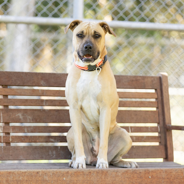 Photo of Lacey