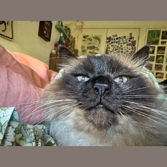 Photo of Jinx