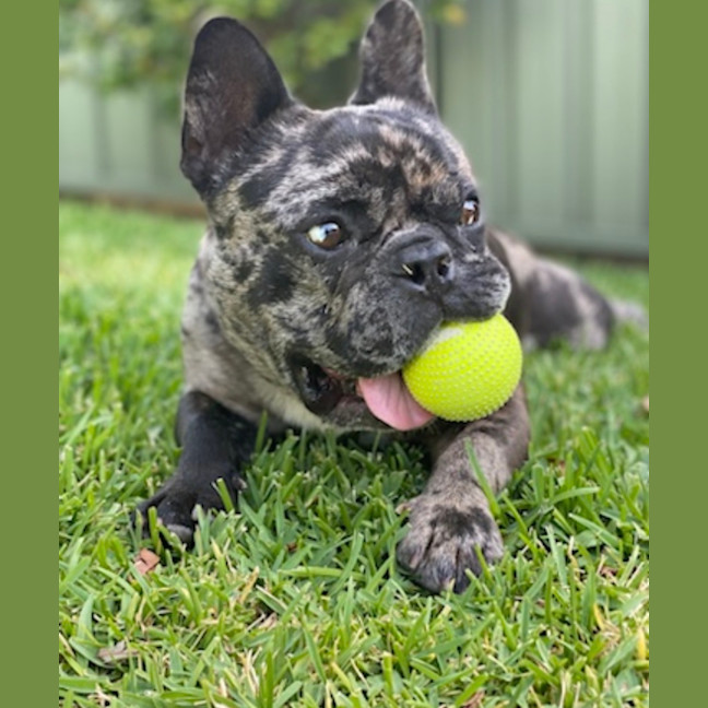 Photo of Shadow   6 Year Old French Bulldog