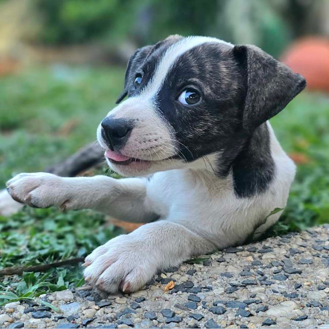 Photo of Sizzle