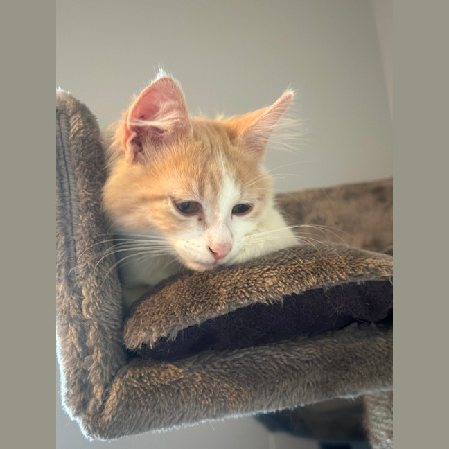 Photo of Cooper