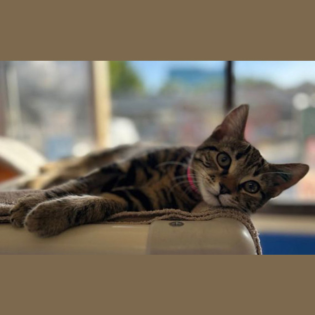 Photo of Lucy