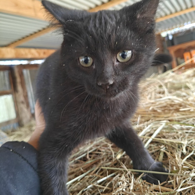 Photo of Ollie