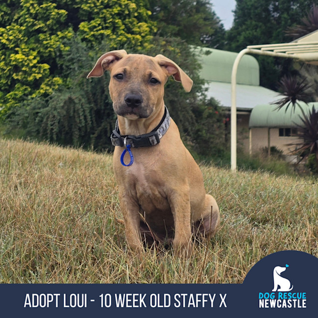 Photo of Loui   10 Week Old Staffy X