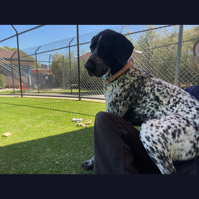 Photo of Buddy