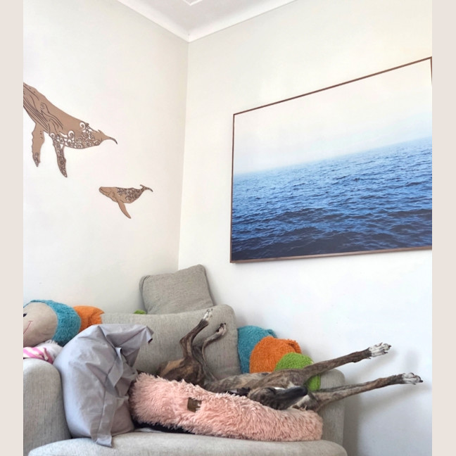 Photo of Ruby, The Greyhound