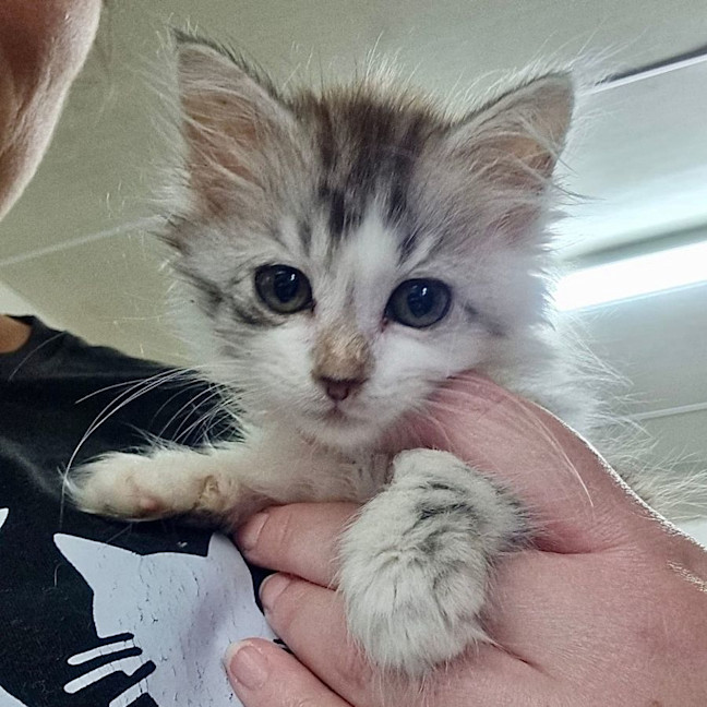 Photo of Tiny Dancer