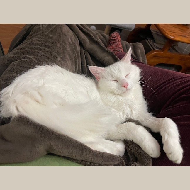 Photo of Elsa