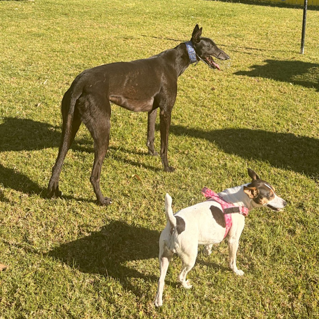 Photo of Thiago The Greyhound