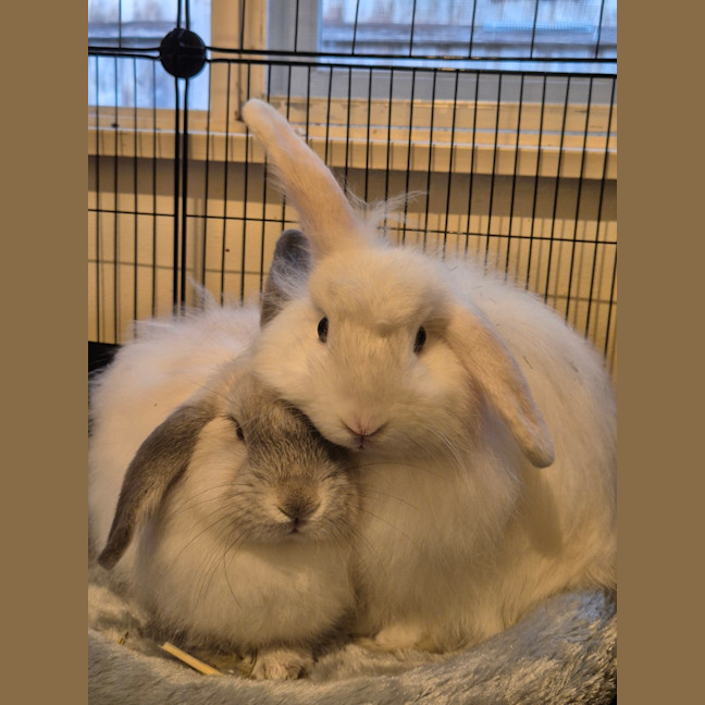 Photo of Nutmeg (Bonded To Poppy)