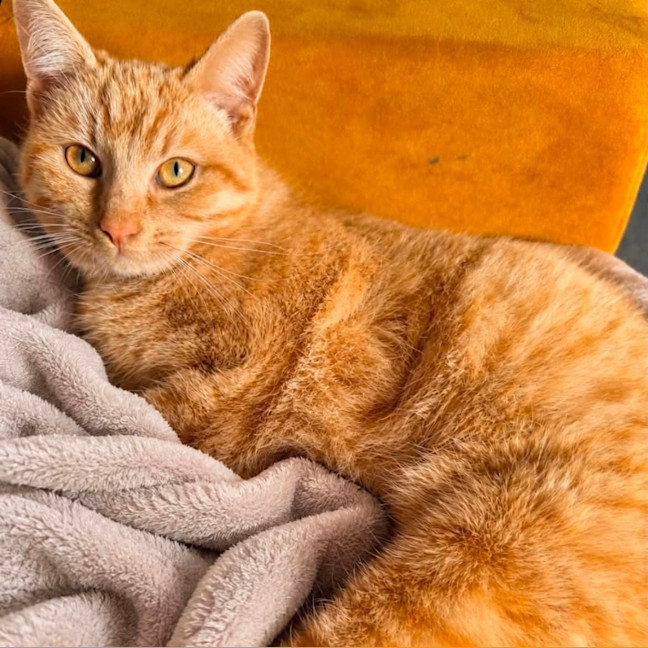 Photo of Buttercup