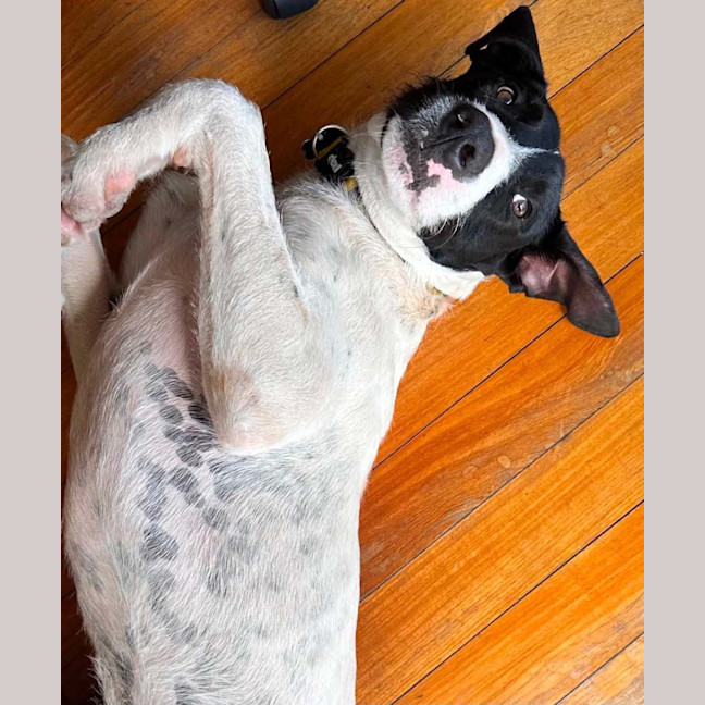 Photo of Buster