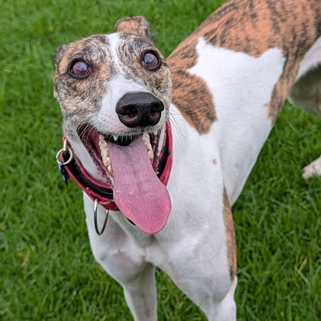Photo of Leonor The Greyhound